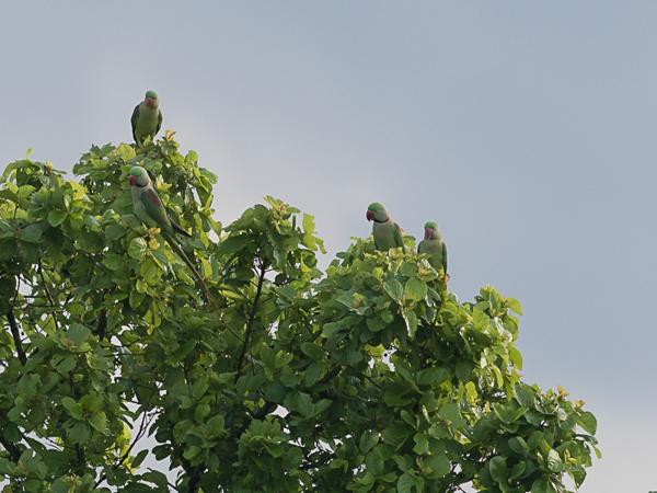 <h3><a href="/trips/srilanka/biota/animalia/chordata/aves/027 psittaciformes/003 psittacidae/psittacula eupatria/psittacula eupatria-nl.html">Psittacula&nbsp;eupatria</a> / Alexandrine&nbsp;parakeet / Grote&nbsp;alexanderparkiet</h3>NIKON D500 met AF-S Nikkor 300mm f/2.8G IF-ED VR II, 1/1600 sec  bij F5.0, ISO 500, afstand 44.6&nbsp;m